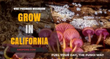 Deadly Fungi: Identifying Poisonous Mushrooms in California's Wild