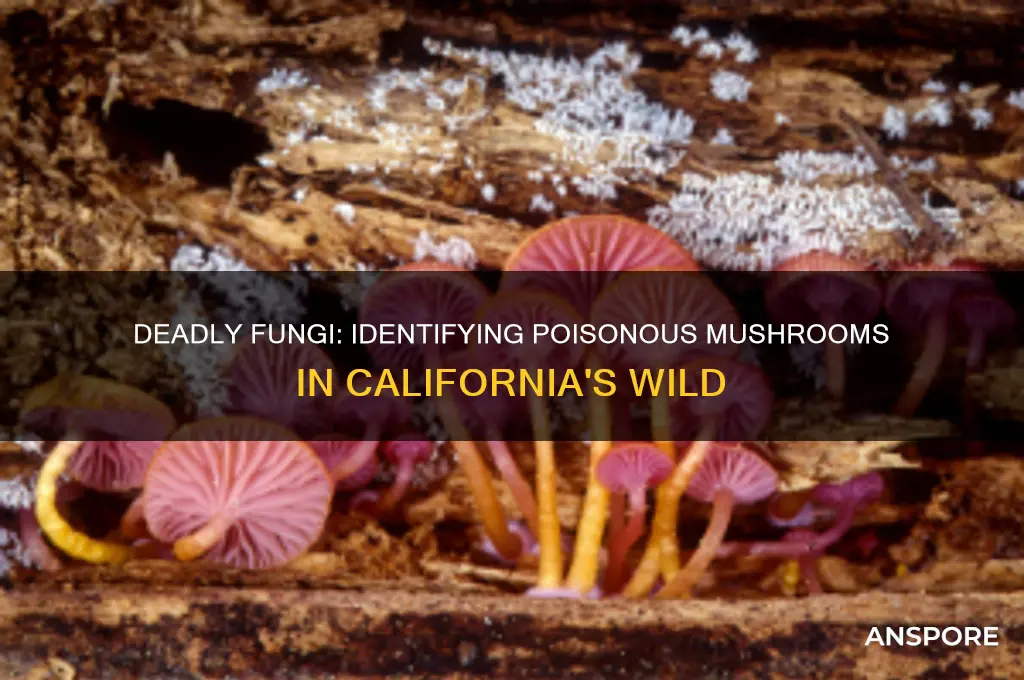 what poisonous mushroom grow in california