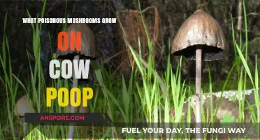 Toxic Fungi Alert: Poisonous Mushrooms Found Growing on Cow Manure
