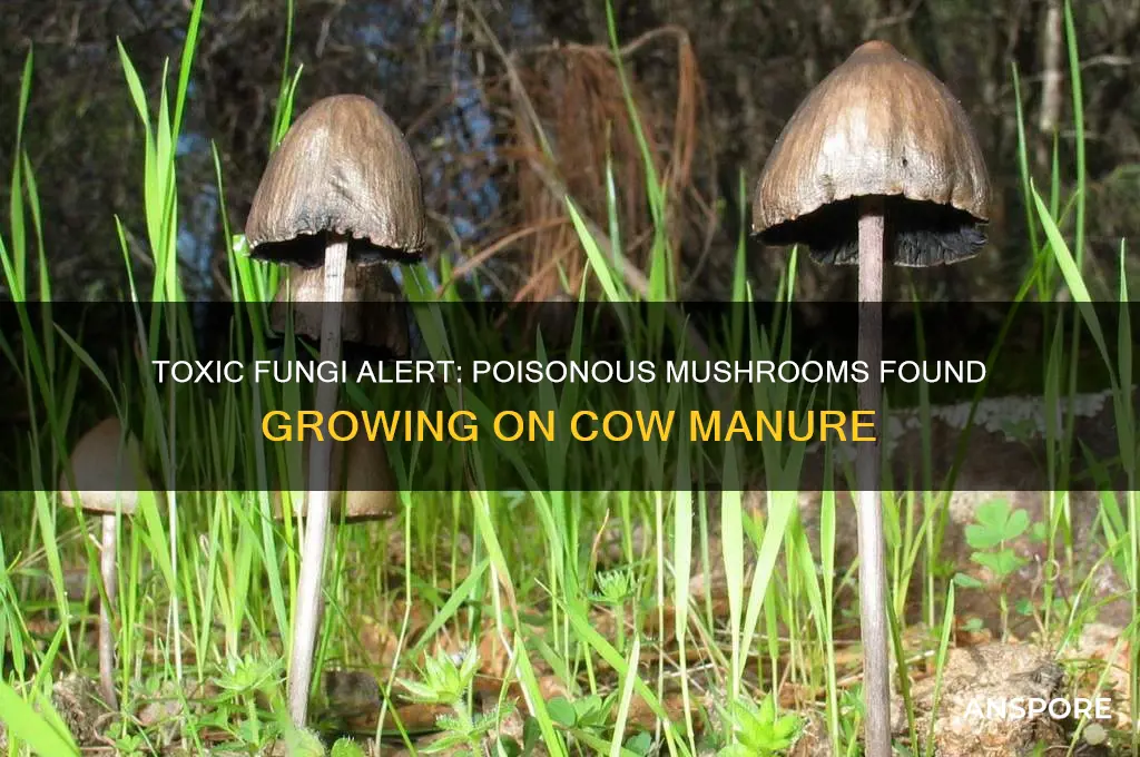 what poisonous mushrooms grow on cow poop
