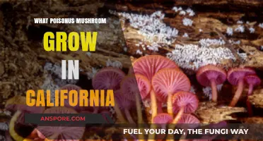 Deadly California Mushrooms: Identifying Poisonous Species in the Golden State