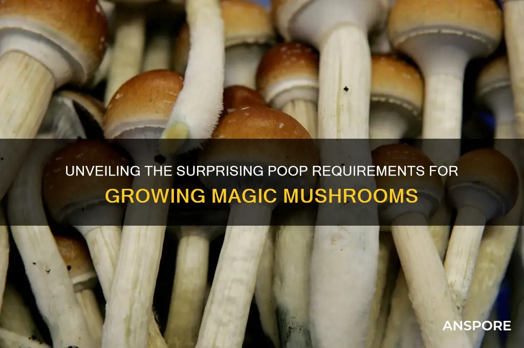 what poop does it take to grow magic mushrooms