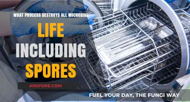 Ultimate Sterilization: Processes That Annihilate All Microbial Life, Including Spores