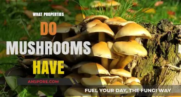 Mushrooms' Magical Properties: A Deep Dive