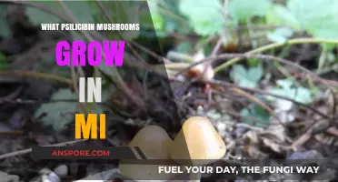 Discovering Psilocybin Mushrooms: Native Species Growing in Michigan