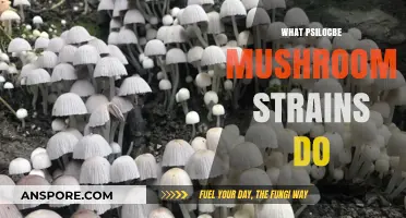 Magic Mushroom Strains: Effects and Benefits
