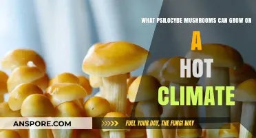 Hot Climate Psilocybe Mushrooms: Species Thriving in Warm Environments