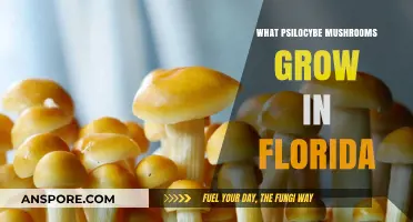 Florida's Psilocybe Mushrooms: A Guide to Native Psychedelic Species
