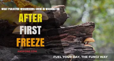 Post-Freeze Psilocybe Mushrooms: Washington's Winter Foragers' Guide