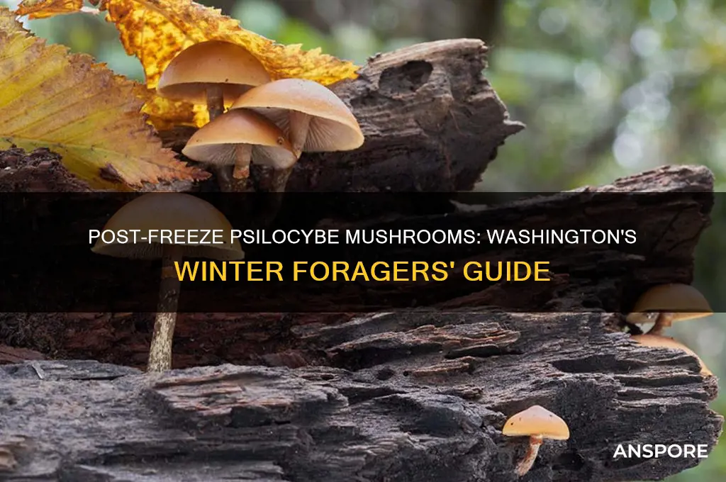 what psilocybe mushrooms grow in washington after first freeze
