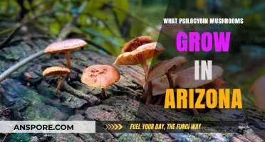 Exploring Arizona's Psilocybin Mushrooms: Species, Habitat, and Identification Guide