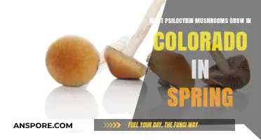 Spring Psilocybin Mushrooms in Colorado: A Forager's Guide