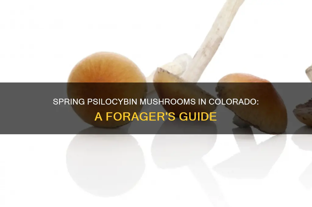 what psilocybin mushrooms grow in colorado in spring