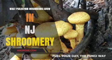 Exploring Psilocybin Mushrooms: NJ's Native Shroomery Species Guide