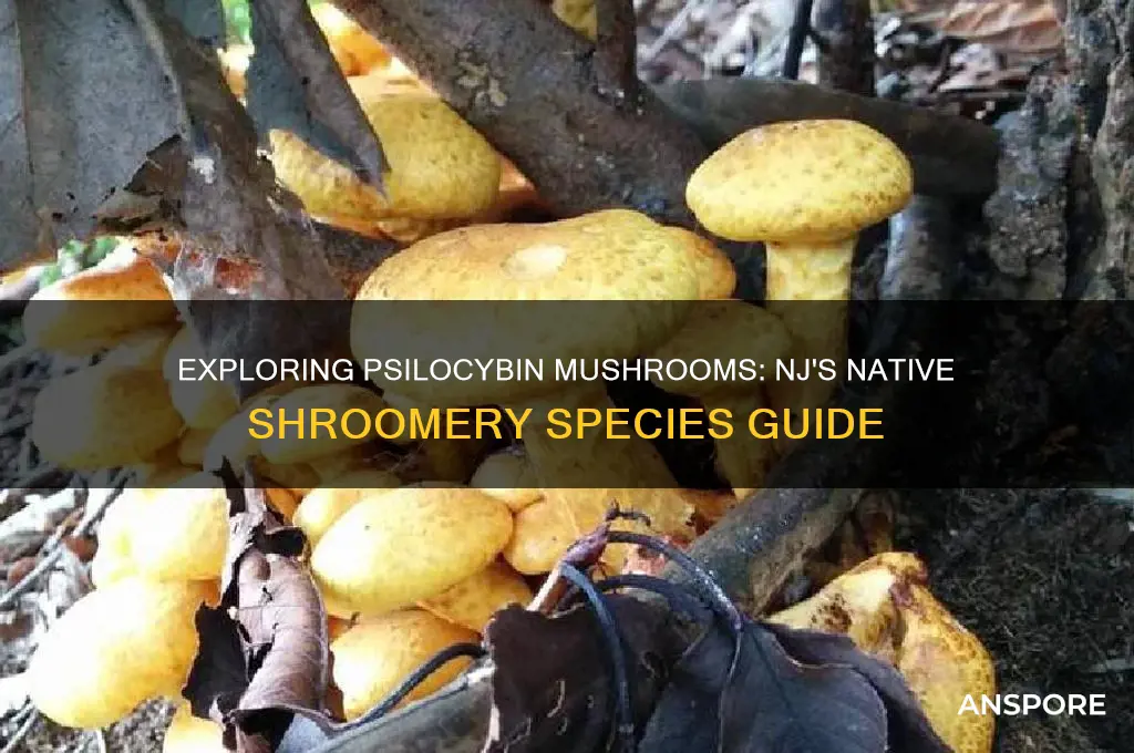 what psilocybin mushrooms grow in nj shroomery