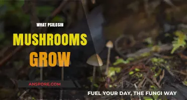 Exploring Psilocybin Mushrooms: Species, Growth Conditions, and Cultivation Tips