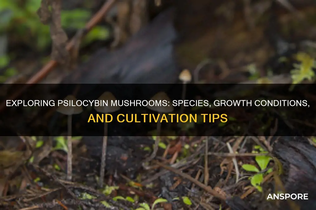 what psilosin mushrooms grow