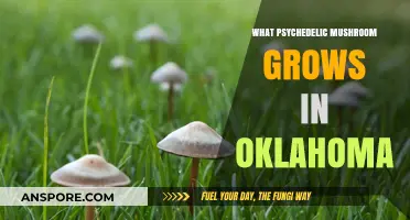 Exploring Oklahoma's Psychedelic Mushrooms: Species, Habitat, and Legal Insights