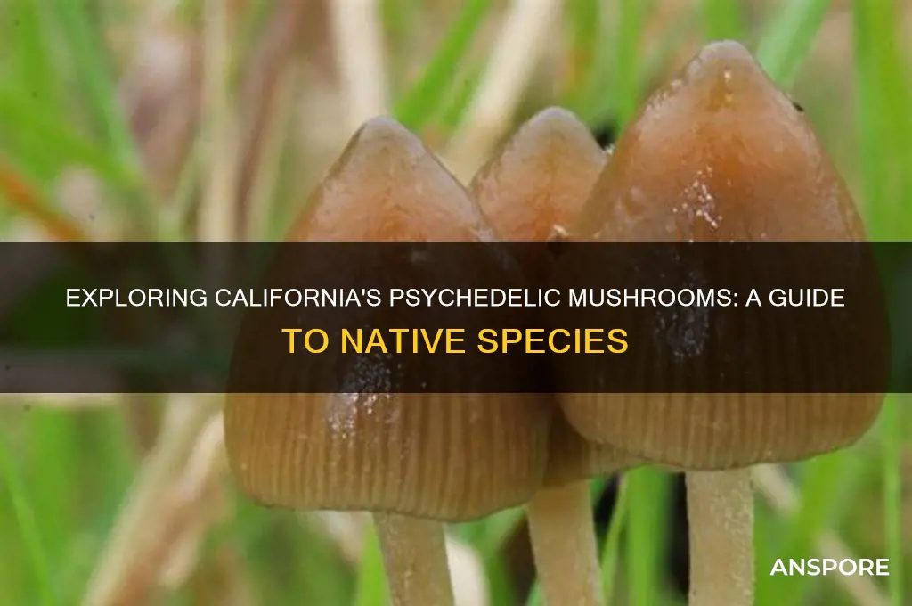 what psychedelic mushrooms grow in california
