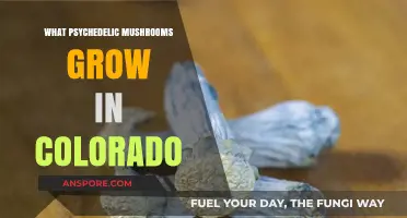 Exploring Colorado's Psychedelic Mushrooms: A Guide to Native Species