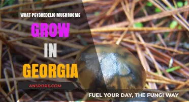 Exploring Georgia's Psychedelic Mushrooms: Species, Habitat, and Identification Guide