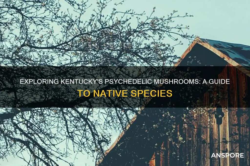 what psychedelic mushrooms grow in kentucky