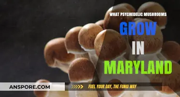 Exploring Maryland's Psychedelic Mushrooms: A Guide to Native Species
