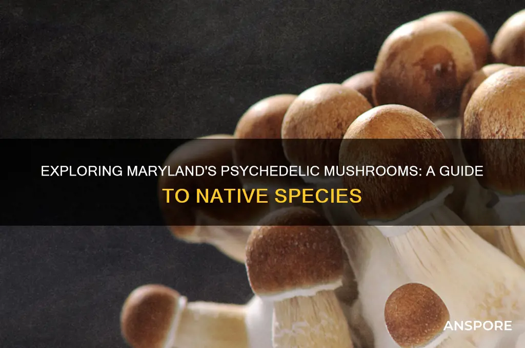 what psychedelic mushrooms grow in maryland