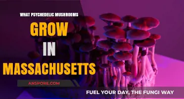 Psychedelic Mushrooms in Massachusetts: A Guide to Local Varieties