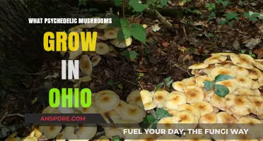 Ohio's Psychedelic Mushrooms: A Guide to Native Species and Identification