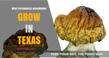 Exploring Texas: Psychedelic Mushrooms Growing in the Lone Star State
