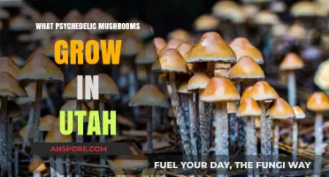 Exploring Utah's Psychedelic Mushrooms: A Guide to Native Species