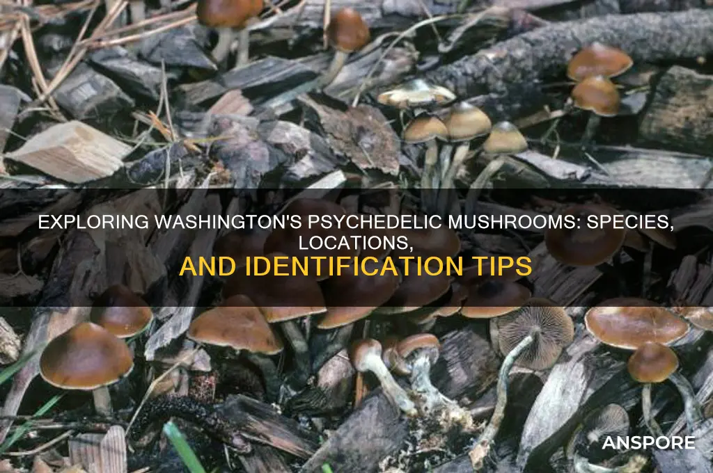 what psychedelic mushrooms grow in washington