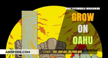 Exploring Oahu's Psychedelic Mushrooms: Species, Locations, and Safety Tips