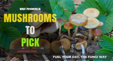 Mushroom Picking: A Guide to Safe Tripping