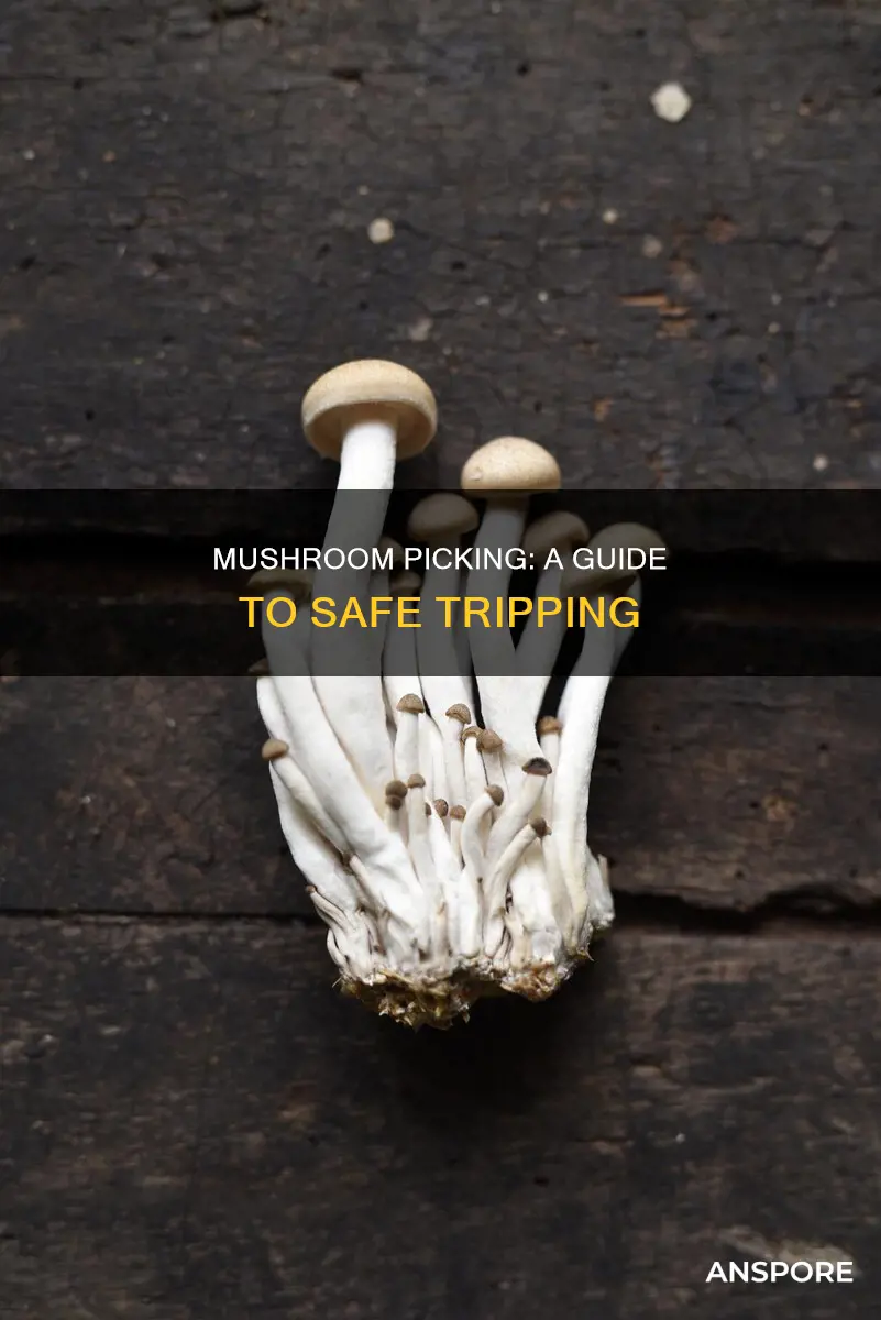 what psychedelic mushrooms to pick