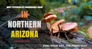 Psychedelic Mushrooms of Northern Arizona: A Guide to Native Species