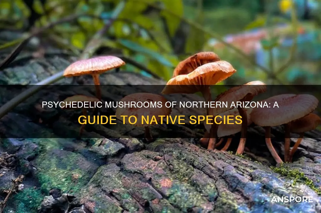 what psychedelics mushrooms grow in northern arizona