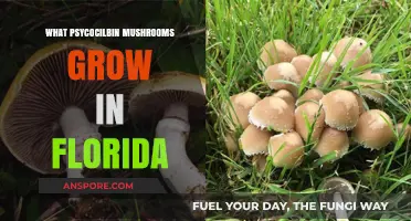 Florida's Psychedelic Fungi: Exploring Native Psilocybin Mushroom Varieties