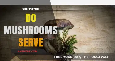 Mushrooms: Nature's Multipurpose Superheroes