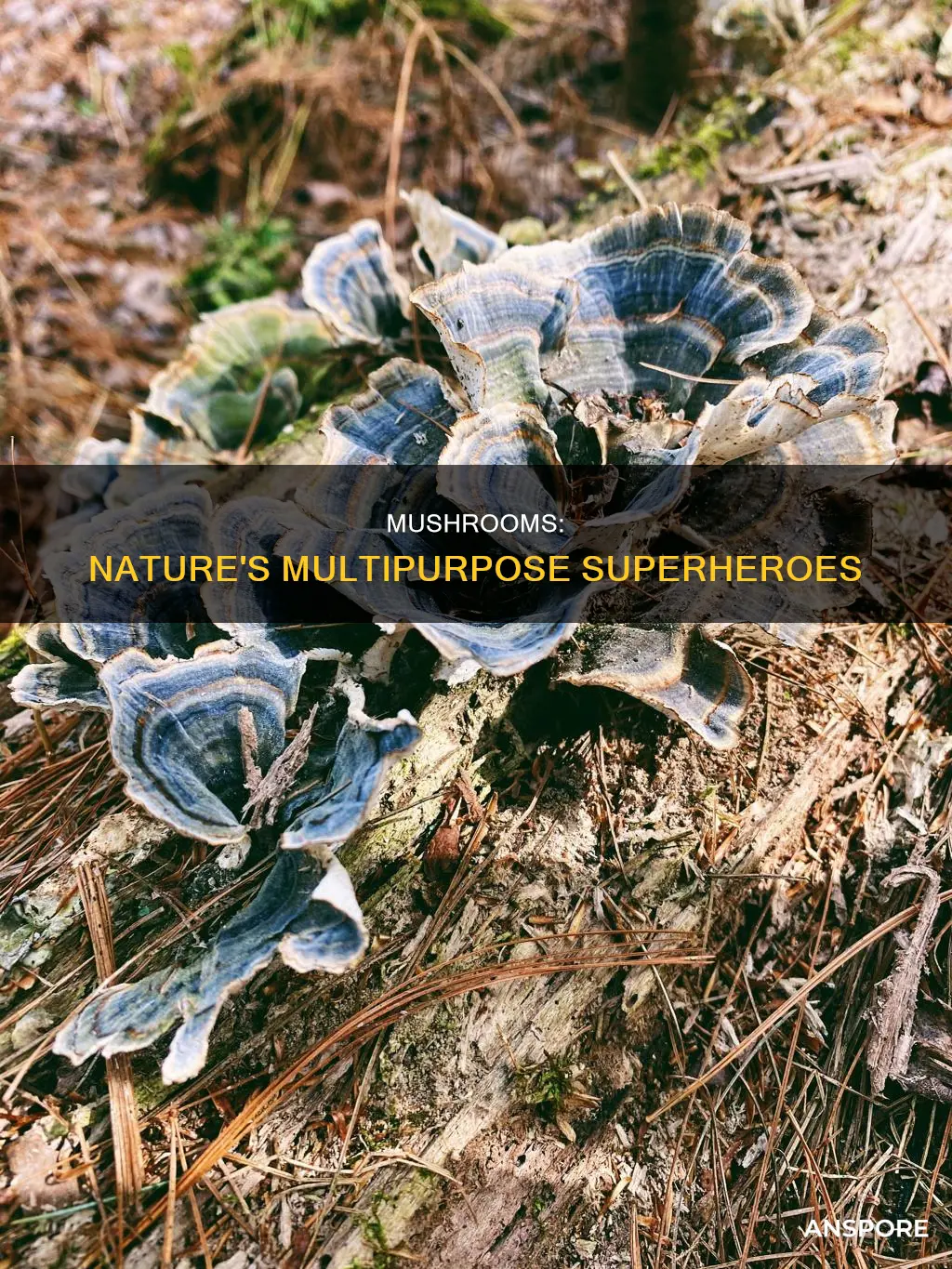 what purpose do mushrooms serve