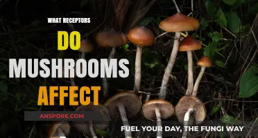 Psychedelic Mushrooms: Brain Receptors and Their Effects