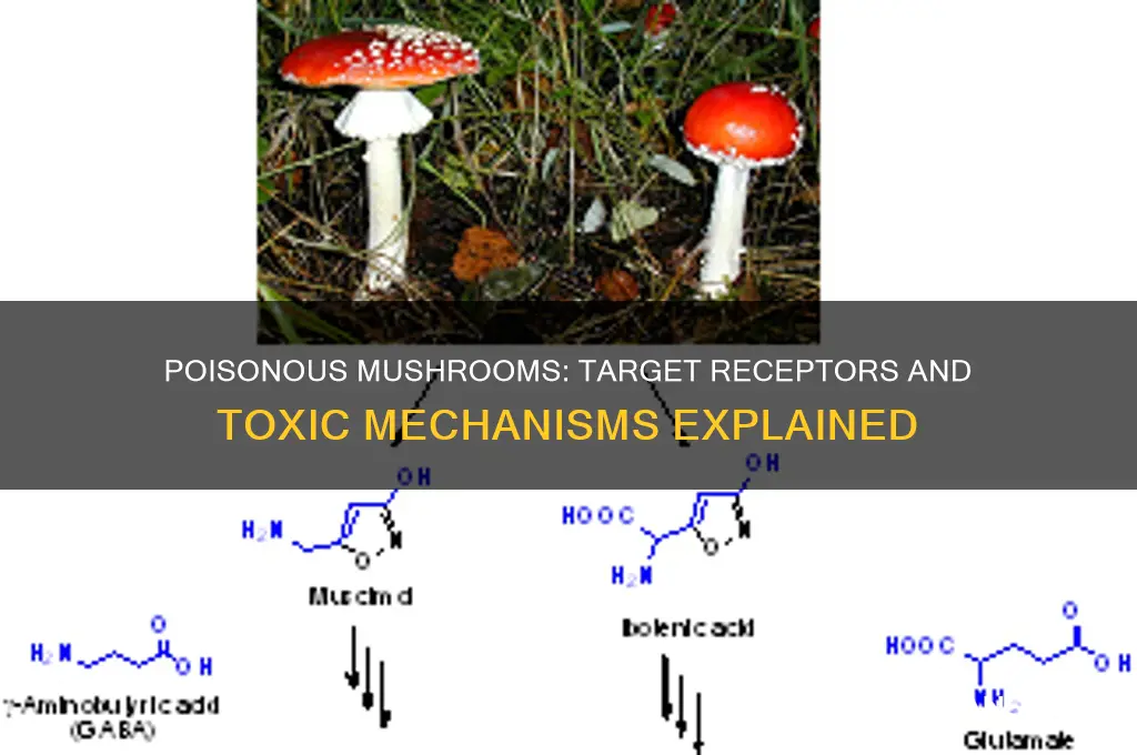 what receptors do poisonous mushrooms work on