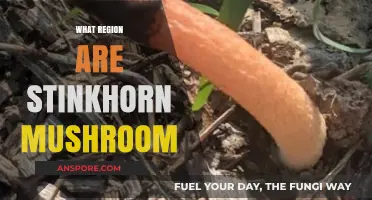 Stinkhorn Mushrooms: Where They Thrive and Why