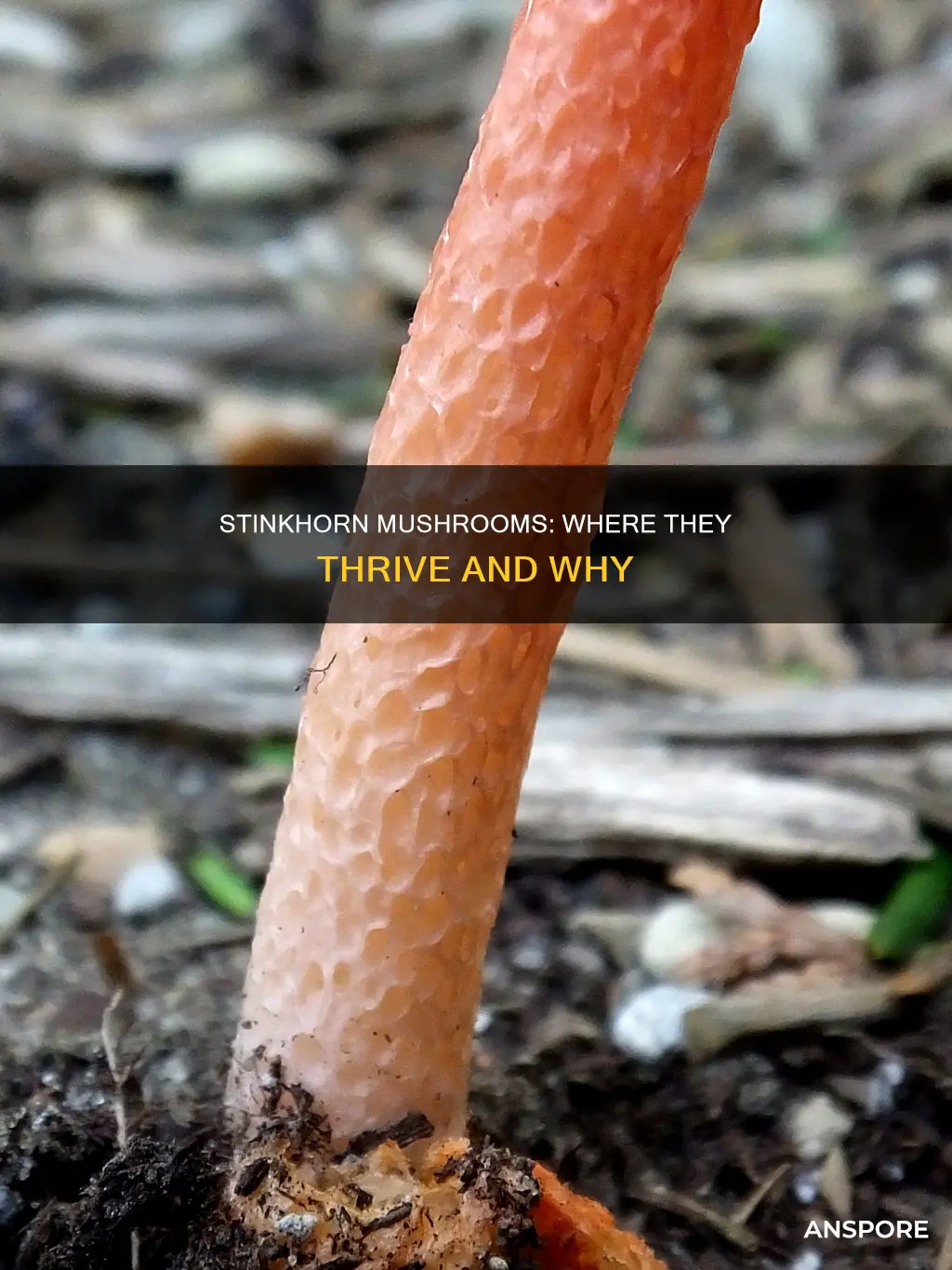 what region are stinkhorn mushroom