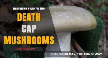 Where Death Cap Mushrooms Thrive: Regions and Habitats to Avoid