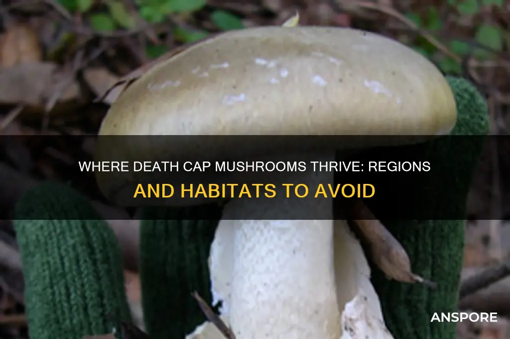 what region would you find death cap mushrooms