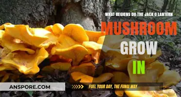 Where Jack O' Lantern Mushrooms Thrive: Exploring Their Natural Habitats