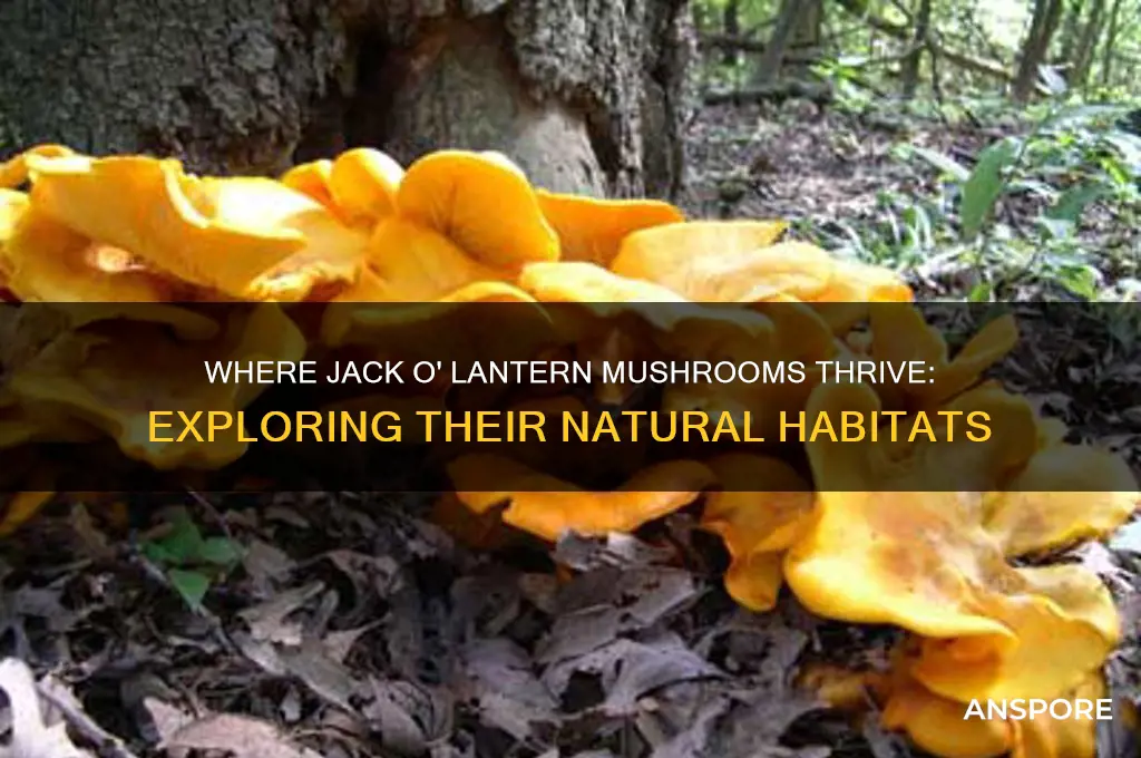 what regions do the jack o lantern mushrooms grow in