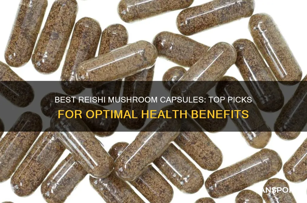 what reishi mushroom capsules to buy